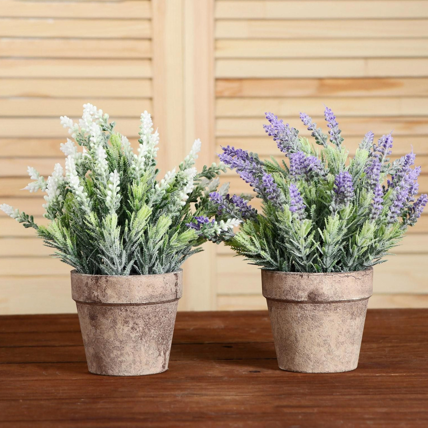 Бонсай в горшке "Сантолина" 10х22 см, микс   5201998