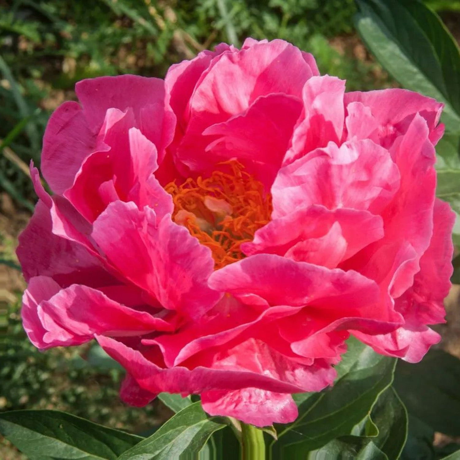 Пион Пауле Фэй 1шт/Paeonia Paula Fay Пион Пауле Фэй 1шт/Paeonia Paula Fay