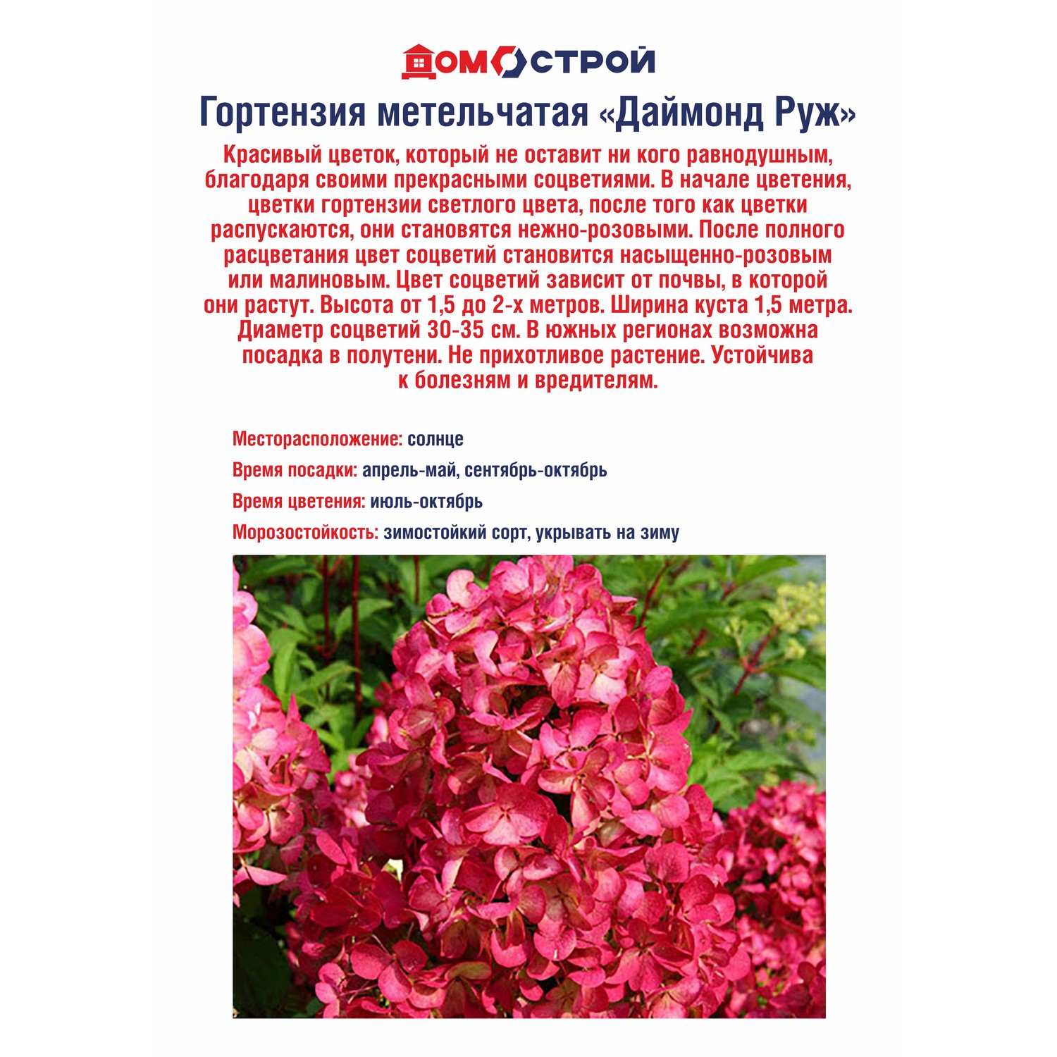 Гортензия метельчатая Даймонд Руж Гортензия метельчатая Даймонд Руж