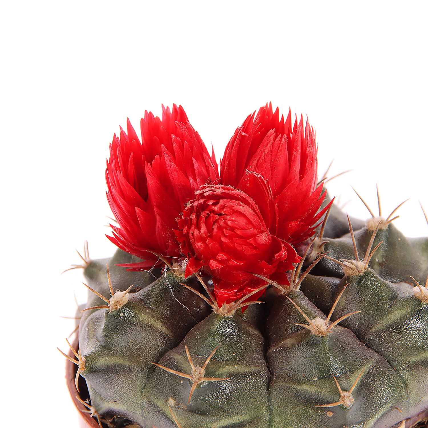 Кактус микс с сухоцветами D6 H8* 1/20