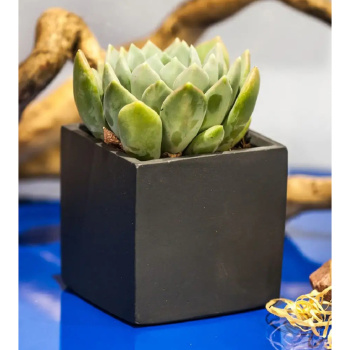 яяяКашпо гипсовое "Лофт" 1,3л 125х125мм h125мм Антрацит ("VipSet") *4 яяяКашпо гипсовое "Лофт" 1,3л 125х125мм h125мм Антрацит ("VipSet") *4